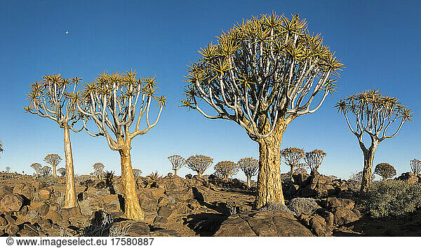 Forest of Quiver tree (Aloidendron dichotoma)  Namibia