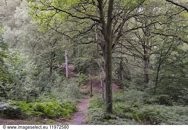 Forest of Rambouillet  Haute Vallee de Chevreuse Regional Natural Park  Yvelines department  Ile-de-France region  France  Europe.