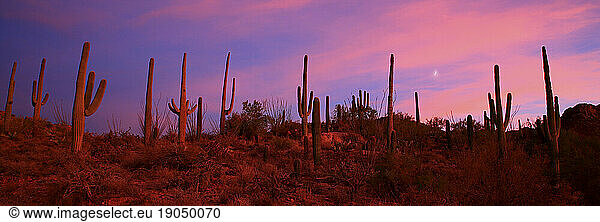 Forest of Saguaro Cactus at dusk in Saguaro National Park  Tucson  Arizona  USA.