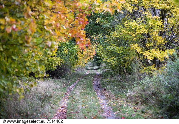 Forest path in autumn  near Wustermark  Brandenburg  Germany  Europe