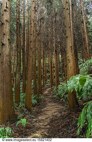 Forest path  Sao Miguel Island  Azores  Portugal