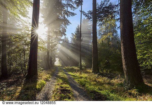 Forest path with morning mist and sun beams in the Odenwald hills in Hesse, Germany