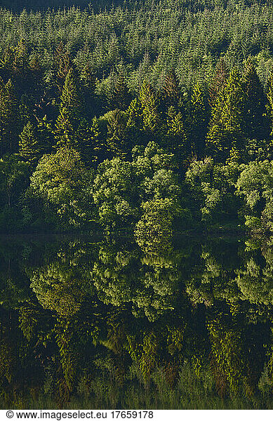 forest reflecting in a still lake at Snowdonia National Park