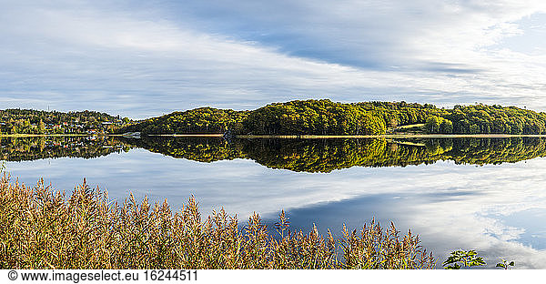 Forest reflecting in lake