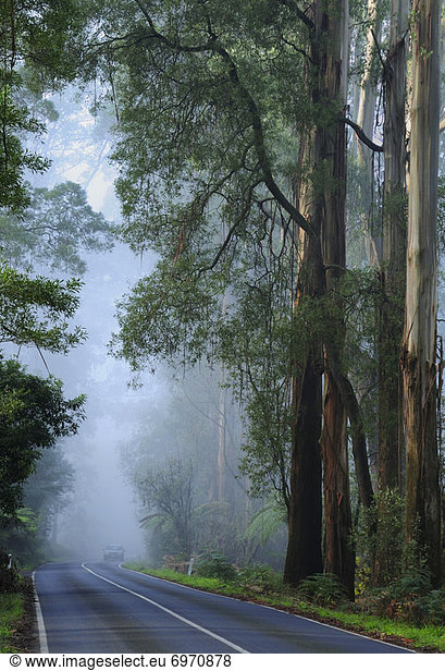 Forest Road in Fog  Dandenong Ranges  Victoria  Australia