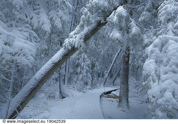 Forest trail in winter