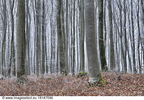 Forest trees on cold autumn day