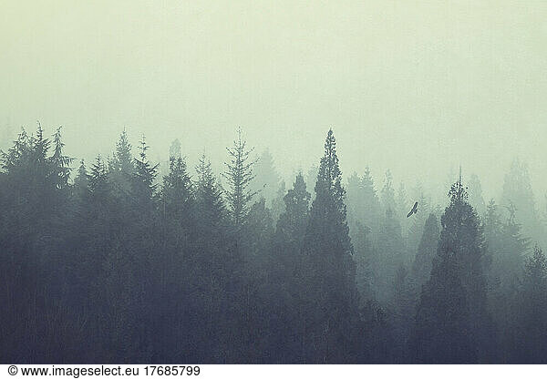 Forest trees shrouded in thick fog