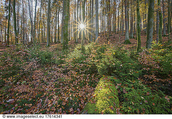 Forest with evening sun in autumn; Spessart  Bavaria  Germany