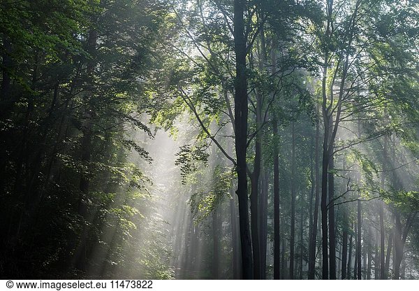 Forest with haze and sunbeams in the morning  Spring  Laudenbach  Bavaria  Germany.