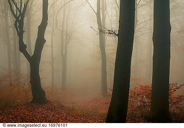 Forest with red beech trees in foggy autumn time