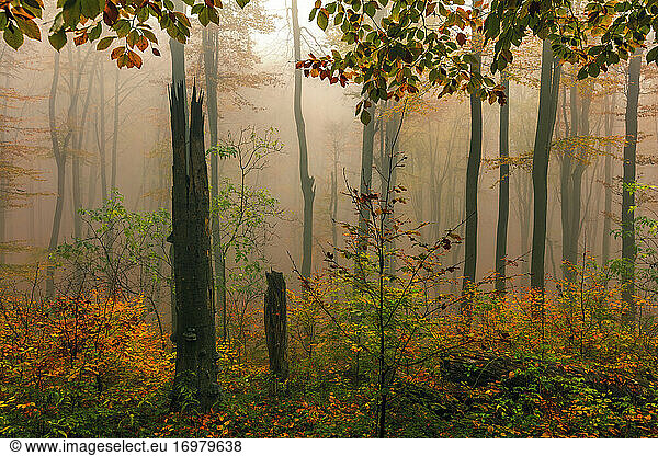 Forest with red beech trees in foggy autumn time