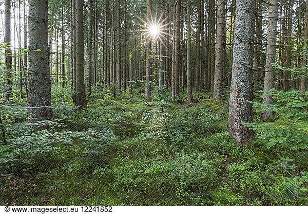 Forest with sun at Neuschoenau in the Bavarian Forest National Park in Bavaria  Germany