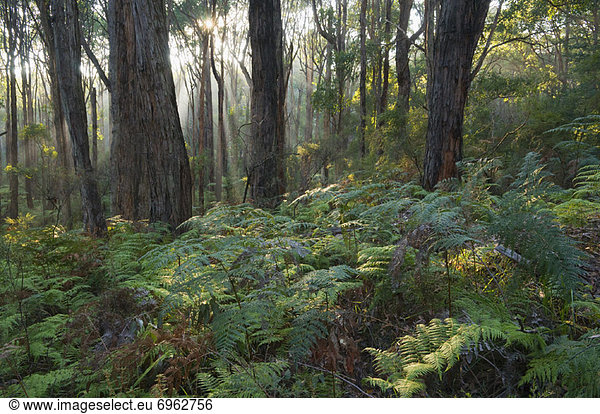 Forest  Yarra Ranges National Park  Victoria  Australia