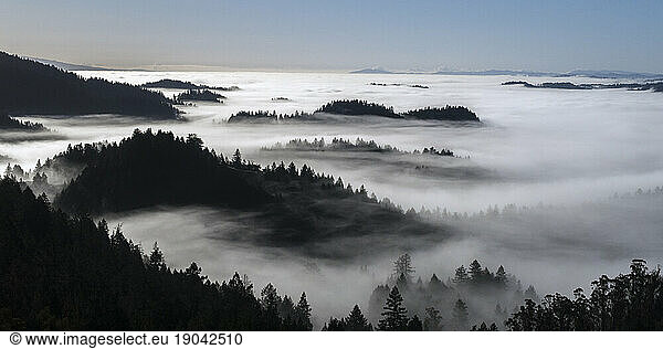 Forested hills shrouded in fog Ã¢â?¬Â SonomaÃ¢â?¬Â County  California  USA