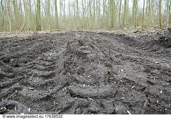 Forestry in the forest  back lane with tracks from a harvester in close-up  soil compaction  environmental damage  Düsseldorf  Germany  Europe