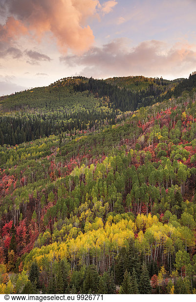 Forests of maple and aspen trees in vivid autumn colour at sunset.