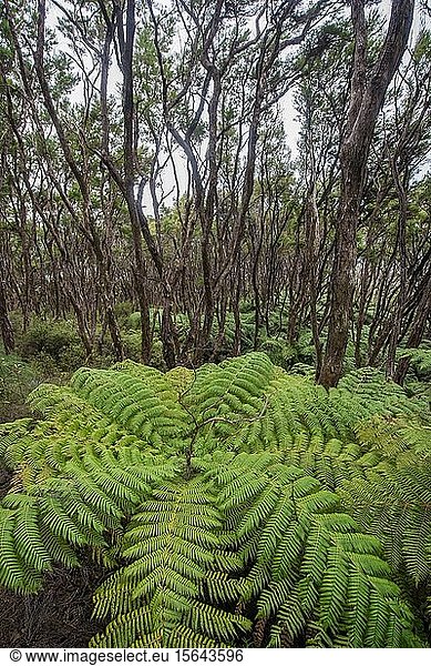 Forests with tree ferns (Cyatheales)  Abel Tasman National Park  Southland  New Zealand  Oceania