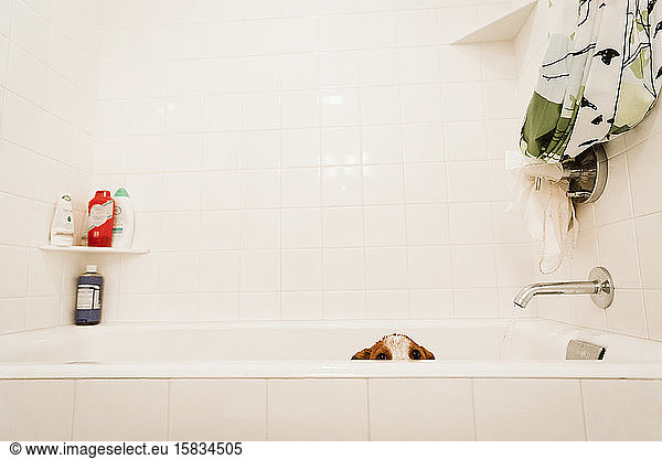 forlorn puppy eeditorial look out of bathtub during bath in white bathroom
