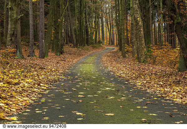 Forststraße im Herbst  Karlsbad  Böhmen  Tschechische Republik