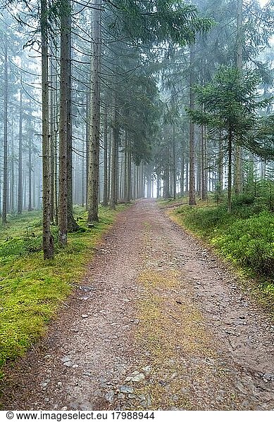 Forststraße in einem Nadelwald mit moosbedeckten Waldboden