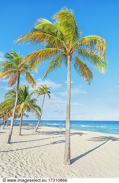 Fort Lauderdale Strand  Fort Lauderdale  Broward County  Florida  Vereinigte Staaten von Amerika  Nordamerika