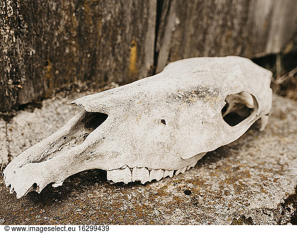 Fossile Kiefer und Zähne von einem Andenlama