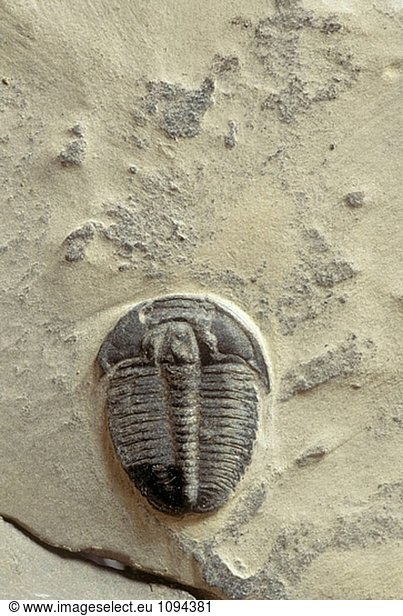 Fossilen Trilobiten  kembrijskogo der Periode