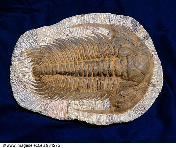 Fossilen Trilobiten (Paradoxides Gracilis)  kembrijskogo der Periode (450 Millionen Jahre)