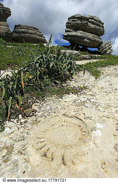 Fossiler Ammonit  Naturpark El Torcal de Antequera  Provinz Malaga  Andalusien  Spanien  Europa