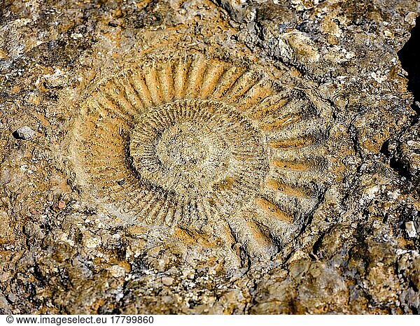 Fossiler Ammonit  Naturschutzgebiet El Torcal  Torcal de Antequera  Provinz Malaga  Andalusien  Spanien  Europa