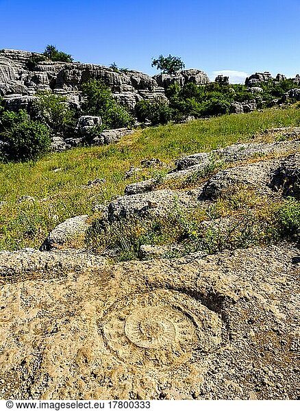 Fossiler Ammonit  Naturschutzgebiet El Torcal  Torcal de Antequera  Provinz Malaga  Andalusien  Spanien  Europa