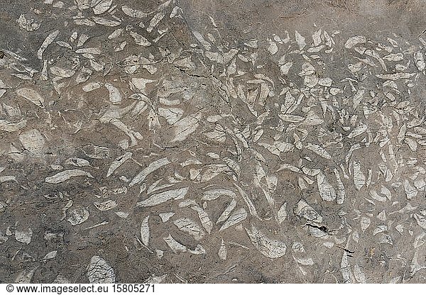Fossilizations of Megalodontoidea  mussels sp. (Triadomegalodon gryphoides ) from the Triassic  Dachstein range  Salzkammergut  Upper Austria  Austria  Europe