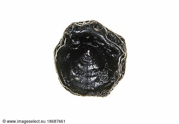Fossilized Eocene fish vertebra against white background