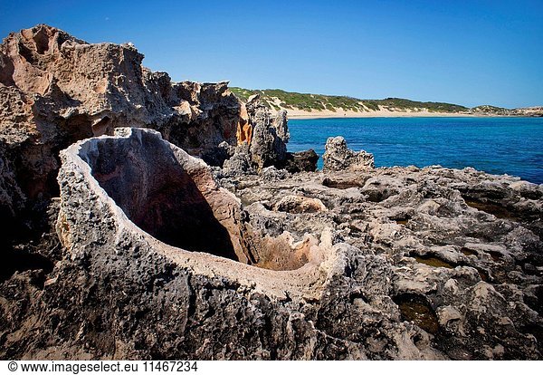 Fossilized remnants of Tuart forest can be seen in the Tamala limestone throughout the Marine Park  Shoalwater Islands Marine Park  near Rockingham  Western Australia  Australia. (Photo by: Auscape/UIG)