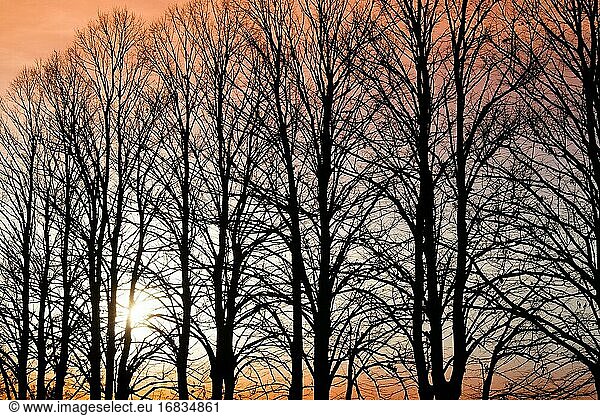 Fotoaufnahme des Moments des Sonnenuntergangs durch eine Baumreihe im Winter.