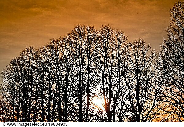 Fotoaufnahme des Moments des Sonnenuntergangs durch eine Baumreihe im Winter.