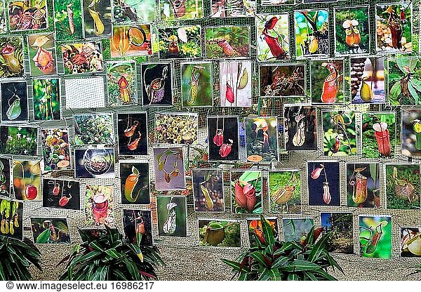 Fotoausstellung der Kannenpflanze im Kannenpflanzengarten  Penang Hill  Penang  Malaysia