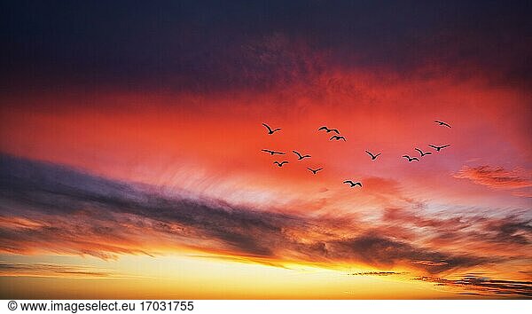 Fotomontage  Vogelschwarm fliegt vor roten Wolken am Abendhimmel  Silhouetten bei Sonnenuntergang