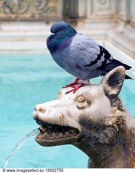 Fountain with pigeon