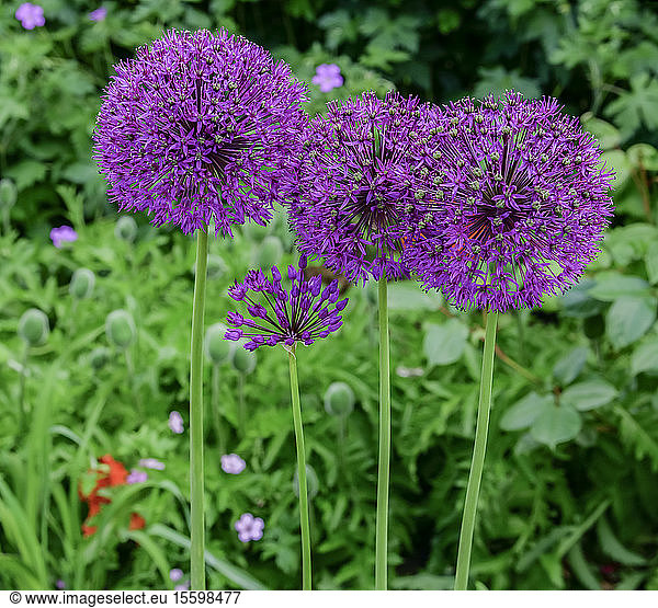 Four Alliums in bloom in a garden; Northumberland  England