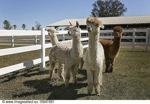 Four alpacas standing in white fenced in area on alpaca farm