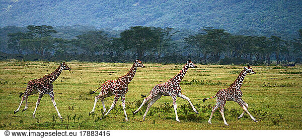 Four baby giraffes (Giraffa camelopardalis tippelskirchi) are running across the savannah. Close-up. Kenya. Tanzania. East Africa.