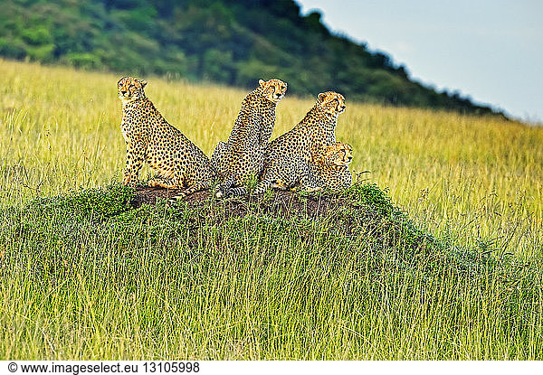 Four Cheetahs (Acinonyx jubatus) sitting on an ant mound; Kenya