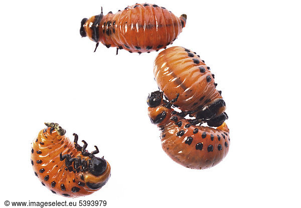 Bug Un Total De Photos Seite 32 A Imageselect Banque De Photos Et Images De Microstock Bug Un Total De Photos Seite 32 A Imageselect Banque De Photos Et Images De Microstock