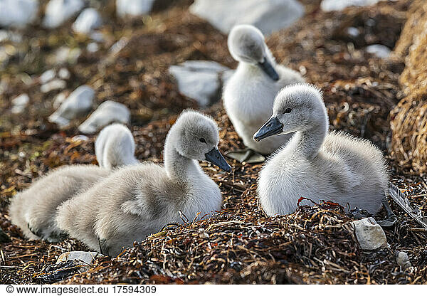 Four cygnets sitting together outdoors
