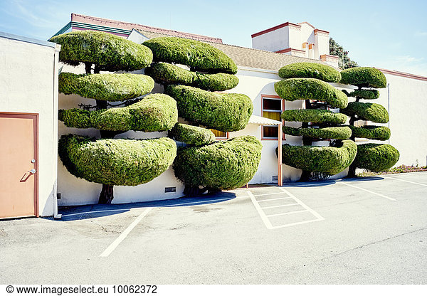 Four fancy shaped trees in parking lot