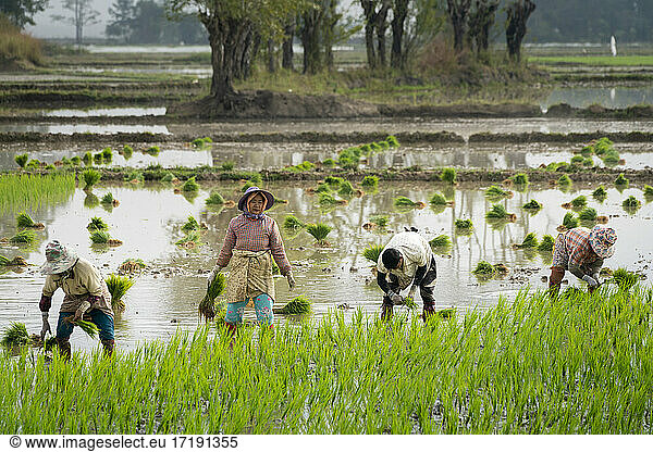 Four farmers working on a rice field near Kengtung  Myanmar