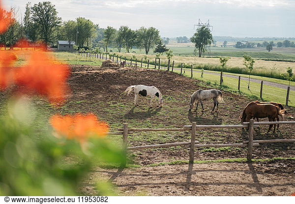 Four horses grazing in paddock
