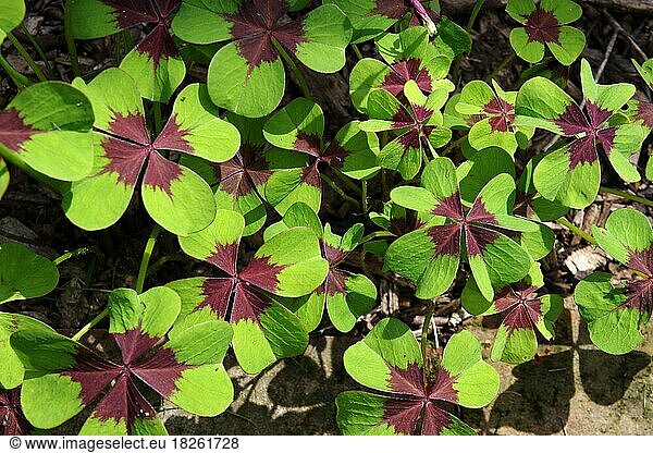 Four-leaf sorrel (Oxalis tetraphylla)  Leaves  Outdoor  Lucky  Lucky Charm  New Year  Close-up of Four-Leaf Clover in the Garden